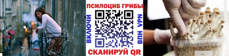 ОМГ ОМГ tor  что такое   Грозный  Галлюциногенные грибы Psilocybe 